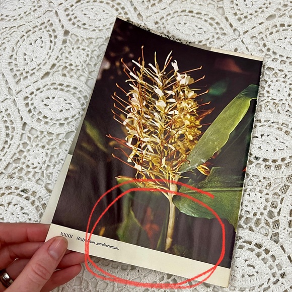 FREE if bundled | ⚠️ pages from a nature book - Picture 1 of 10